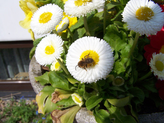 Biene auf Tausendschönchen