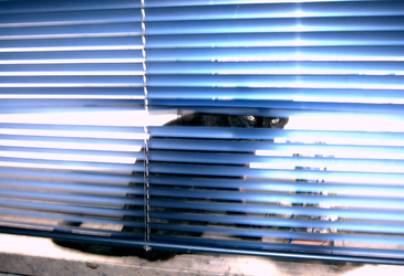 Katze hinter Jalousie