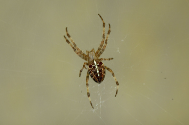 Spinne / Spider