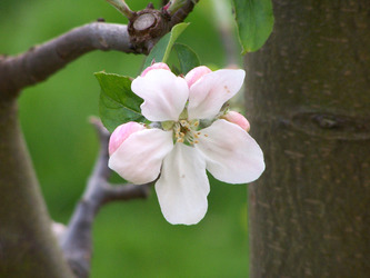 Apfelbaumblüte