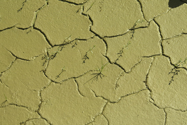 Ausgetrocknete Pfütze