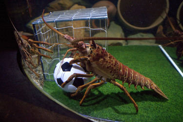 Langusten beim Fußballspiel