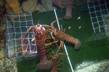 Langusten beim Fußballspiel