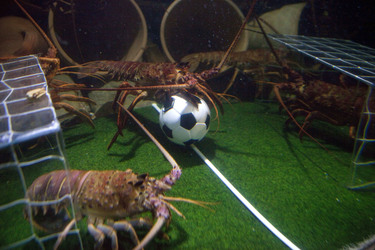 Langusten beim Fußballspiel