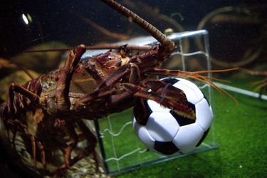 Langusten beim Fußballspiel