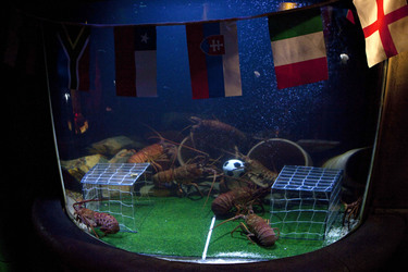 Langusten beim Fußballspiel