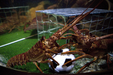 Langusten beim Fußballspiel