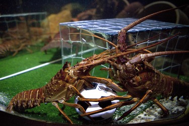 Langusten beim Fußballspiel