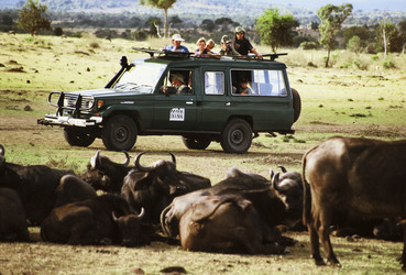 Touristen und Kaffernbüffel