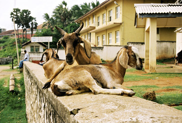 Ziegen im Ort