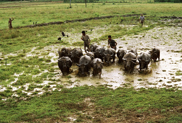 Wasserbüffel bei der Arbeit