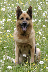 Schäferhund Henry (Rex)