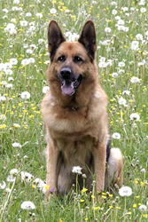 Schäferhund Henry (Rex)