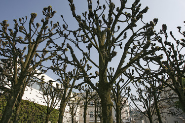 Bäume am stadtseitigen Eingang