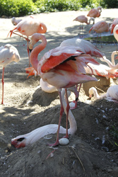 Flamingos