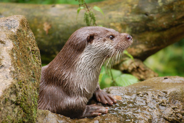 Otter