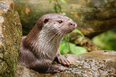 Otter