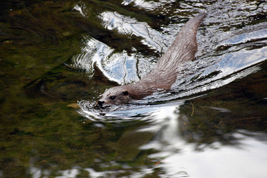 Otter