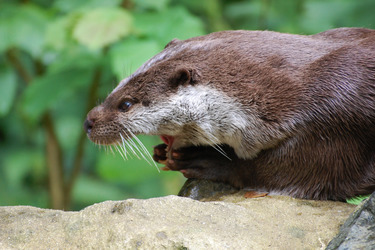 Otter