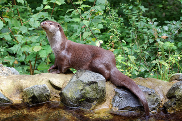Otter