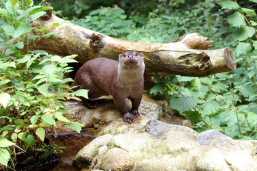 Otter