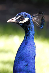 Blauer Pfau