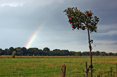 Regenbogen