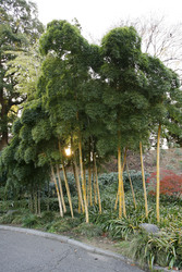 Bambus in den Kaiserlichen Gärten