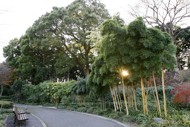 Bambus in den Kaiserlichen Gärten