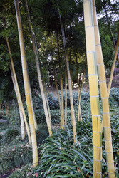 Bambus in den Kaiserlichen Gärten