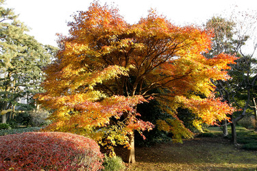 In den Kaiserlichen Gärten