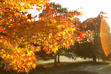 In den Kaiserlichen Gärten