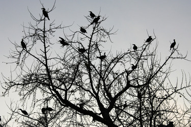 Vögel im Baum an den Kaiserlichen Gärten