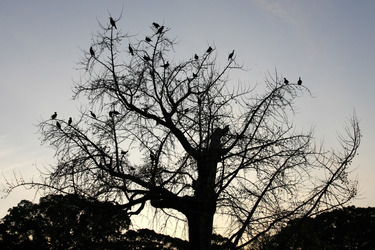 Vögel im Baum an den Kaiserlichen Gärten