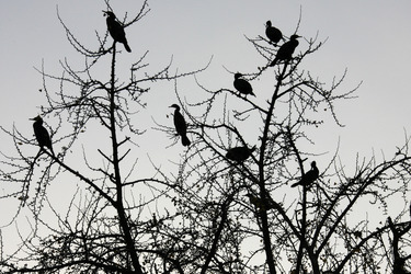 Vögel im Baum an den Kaiserlichen Gärten
