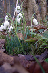 Schneeglöckchen