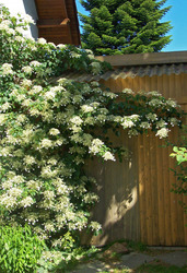 Kletterhortensie