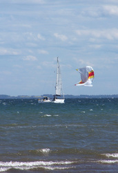 Regatta