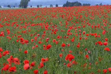Mohn