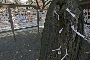 Omikuji am Yasukuni-Schrein