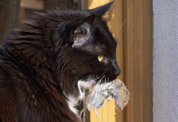 Katze mit Maus