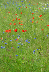 Mohnblumen, Kornrade