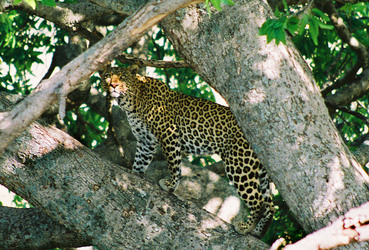 Leopard