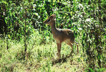 Dik Dik