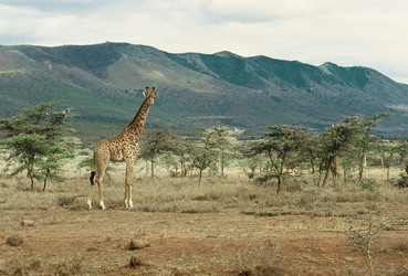 Giraffe