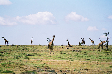 Giraffen
