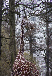 Netzgiraffe