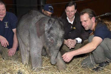 Elefanten-Baby Jamuna Toni