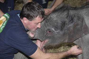 Elefanten-Baby Jamuna Toni