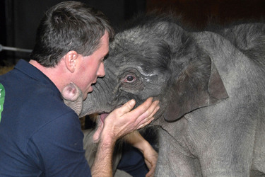 Elefanten-Baby Jamuna Toni